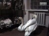 Львовские МЧС-ники спасли лебединую пару от холодной смерти