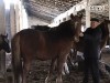 Безробітний викрав коней для погашення боргу на автомобіль
