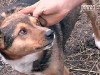 Страшні розваги на Хмельниччині: нелюди катували собак