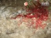 Зять убив тещу: вдарив ломом по голові