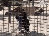 Трагедия в ялтинском зоопарке: уже третью неделю гибнут животные