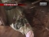 Любовницы нанесли мужчине 200 ножевых ранений