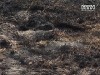 От бесконтрольного сжигания травы загорелись торфяники Волыни