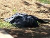 Мужчина убил соперника металлической трубой