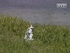 В Ровенской обл. нашли мертвого сына местных предпринимателей