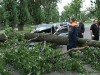 В Луганске на автомобиль упал 20-метровый тополь