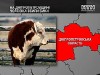 Днепропетровская обл.: быки убили мужчину