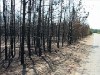 В Луганской обл. из-за засухи втрое увеличилось количество лесных пожаров