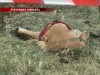 Рецидивіст зарізав на алчевському пляжі хлопця та його вагітну подругу