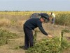 В Луганской обл. нашли огромную наркоплантацию