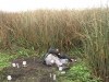На охоту – со взрывчаткой!