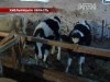 Селяни підмінили своє мертве теля на фермерське живе і здорове