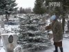 Житель Полтави зрізав дві кладовищні ялинки