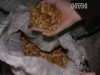На Харківщині затримали грабіжників, ласих до горіхів