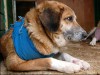 В киевском массиве Теремках домашние собаки травятся неизвестным ядом