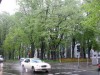 Київські зелені насадження можуть не витримати відлиги