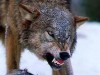 Бешеный волк напал на двух 80-летних старушек на Сумщине