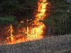На Волыни видеокамеры помогают уберечь лес от пожаров