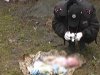 На Волині багатодітна мати задушила свою шосту дитину