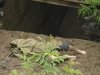 В Запорожье парня смыло в сливной коллектор