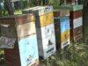В Днепропетровской области злоумышленники украли целую пасеку