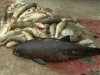 На Азовському морі троє браконьєрів вбили дельфіна-азовку