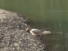 На Івано-Франківщині кількість загиблих на воді зросла вдвічі