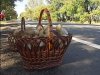На Киевщине двое детей отравились съедобными грибами