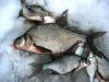 У Дніпрі відновлюють популяцію риб, що скоротилася навесні