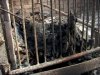 На Харьковщине в фермерском хозяйстве сгорели живьём двести свиней