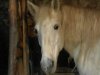 На Хмельнитчине 13-летняя девочка воровала лошадей, чтобы покататься