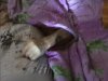 На Луганщині двоє злодіїв застрелили фермера