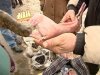 На столичных базарах вместо крольчатины можно купить тушку кота
