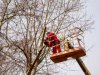 У Києві пориви сильного вітру зламали сотні дерев
