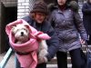 В Херсоне устроили массовый расстрел бездомных собак