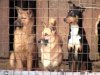 К "Евро-2012" коммунальщики должны будут окончательно решить проблему бродячих псов