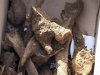 На Прикарпатті біля районної лікарні знайшли людські кістки
