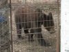 На Луганщине молодой медведь набросился на женщину