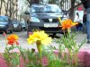 В Івано-Франківську з незаконними парковками борються за допомогою квітів