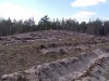 В Конче-Заспе вырубили часть Голосеевского национального парка