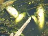 Вблизи одного из сел на Ивано-Франковщине массово погибла рыба