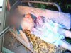 На Николаевщине вор зарезал 10-летнего мальчика