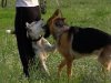 С начала 2011 домашние собаки покусали почти 800 киевлян