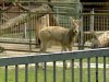 У Київському зоопарку нова смерть: помер олень Давида