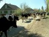 На Киевщине водитель "ВАЗа" сбил насмерть троих коров