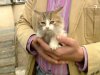 В киевском аэропорту гражданину Германии не дали улететь из-за котенка