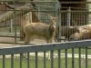После смерти пары оленей Давида киевская прокуратура проверяет зоопарк