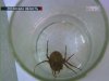 На Луганщині павук з пакета з насінням укусив 10-річну дівчинку