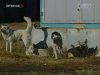 В Луганске не могли найти вакцину от бешенства для покусанного собакой парня