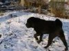 В Одеській області пес Тайсон врятував людей від смерті у вогні